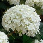 Hortensia Annabelle, Jardin & Terrasse, Plantes | Jardin, Autres espèces, Plein soleil, Été, Enlèvement