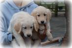 Golden Retriever pups, Dieren en Toebehoren, Honden | Retrievers, Spaniëls en Waterhonden, Golden retriever, België, CDV (hondenziekte)