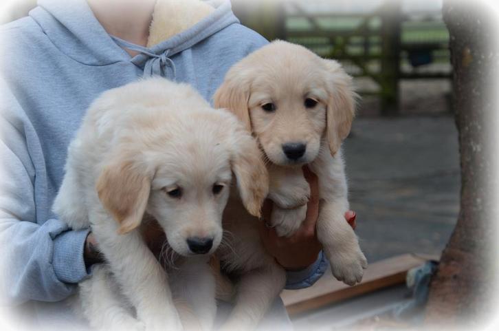 Golden Retriever pups, Dieren en Toebehoren, Honden | Retrievers, Spaniëls en Waterhonden, Meerdere dieren, Golden retriever, Fokker | Professioneel