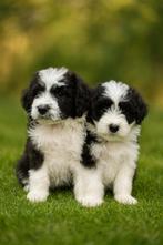Knappe Aussiedoodle pups (aussie x poedel), België, CDV (hondenziekte), 8 tot 15 weken, Meerdere