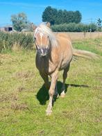 7jarige haflinger te koop, Dieren en Toebehoren, Paarden, Minder dan 160 cm, Gechipt, Ruin, Zadelmak