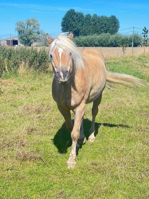 7jarige haflinger te koop, Dieren en Toebehoren, Paarden, Ruin, Zadelmak, Minder dan 160 cm, 7 tot 10 jaar, Met stamboom, Gechipt