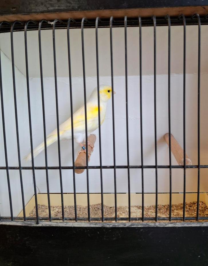 Geel mozaïeken te koop, Dieren en Toebehoren, Vogels | Kanaries, Kleurkanarie, Meerdere dieren