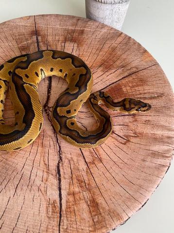 0.1 Clown het Ultramel Python Regius van 2023 disponible aux enchères