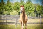 Verschillende veulens te koop, Dieren en Toebehoren, Paarden