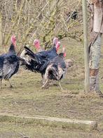 Kalkoen hanen, Dieren en Toebehoren, Pluimvee, Kalkoen