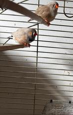 Zebravink koppel + kooi, Dieren en Toebehoren, Vogels | Parkieten en Papegaaien