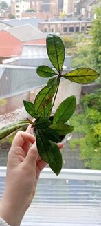 Hoya crassipetiolata, Maison & Meubles, Plantes d'intérieur, Enlèvement ou Envoi