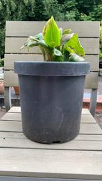 Bananenplant  45 cm hoog, Ophalen