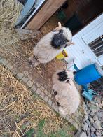 Wallishers zwartneusschaap, Dieren en Toebehoren