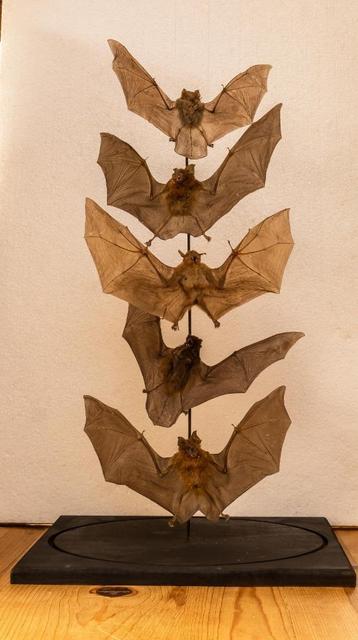 taxidermie  opgezette vleermuizen  in stolp NIEUWE STOLP beschikbaar voor biedingen