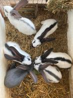 Reuzevlinder / Lotharinger, Dieren en Toebehoren, Konijnen, Meerdere dieren, Groot, 0 tot 2 jaar