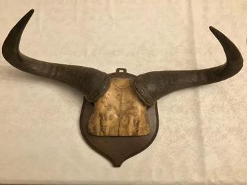 Schedel met hoorns jacht trofee kasteelschild  beschikbaar voor biedingen