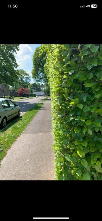 Tuinman beschikbaar voor biedingen