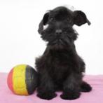 Schnoodle - pups te koop (Belgisch), België, CDV (hondenziekte), 8 tot 15 weken, Meerdere