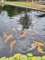 Koi, uit te kiezen, Dieren en Toebehoren, Vissen | Vijvervissen