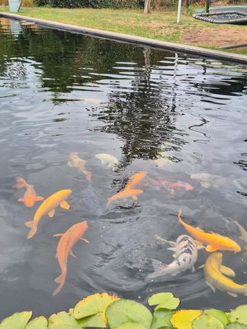 Koi, uit te kiezen beschikbaar voor biedingen