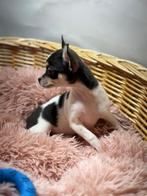 Chihuahua pups, Dieren en Toebehoren, Honden | Chihuahua's en Gezelschapshonden, 15 weken tot 1 jaar, Buitenland, CDV (hondenziekte)