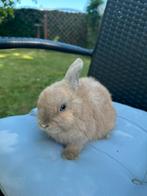 Nederlandse dwerghangoorkonijn, Dieren en Toebehoren