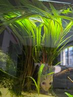 Cryptocoryne balansae aquarium planten, Ophalen