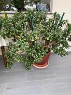 Crassula grote plant, Huis en Inrichting, Kamerplanten, Ophalen