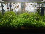 Gratis guppy s plus  wa plantjes., Dieren en Toebehoren, Vissen | Aquaria en Toebehoren, Ophalen of Verzenden, Zo goed als nieuw