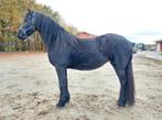 Drachtige Friese merrie, Dieren en Toebehoren, Merrie, Dressuurpaard, Gechipt, 3 tot 6 jaar