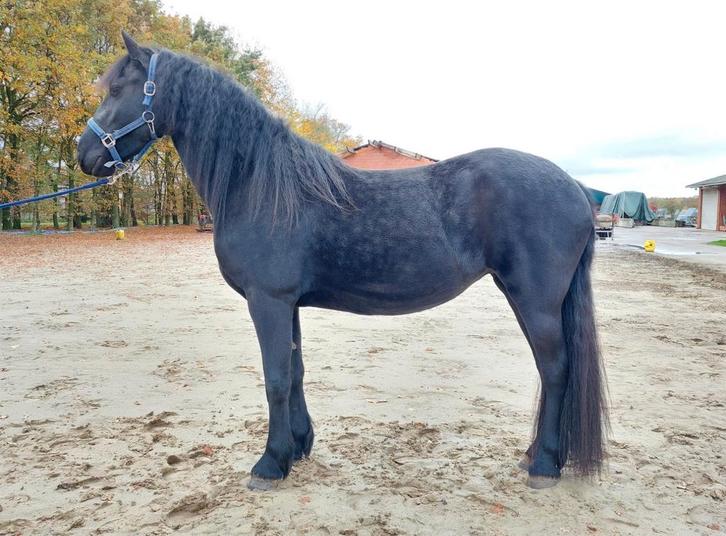 Drachtige Friese merrie, Dieren en Toebehoren, Paarden, Merrie, 3 tot 6 jaar, Dressuurpaard, Met stamboom, Gechipt, Ontwormd, Ingeënt