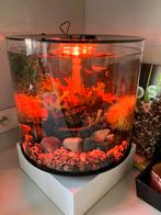 Biorb Tube 15 MCR, Ophalen, Gevuld zoetwateraquarium