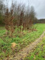 Carpinus te koop 5m, Tuin en Terras, Ophalen of Verzenden