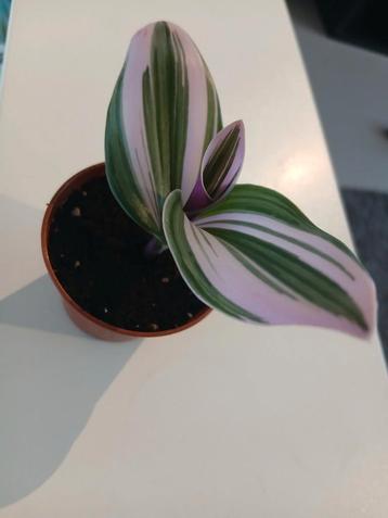 tradescantia Nanouk, Enlèvement