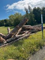 Dennen hout op stam, Tuin en Terras, Brandhout, 6 m³ of meer, Ophalen of Verzenden, Overige houtsoorten, Stammen