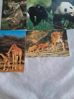 5 Postkaarten van wilde dieren., Verzamelen, Postkaarten | Dieren, Verzenden, Ongelopen, Wild dier