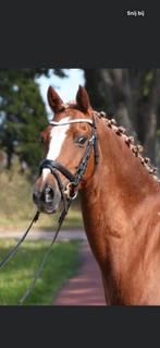 Mooie c pony zoekt een nieuw huisje ️, Dieren en Toebehoren, Ruin, 11 jaar of ouder, Recreatiepony, L