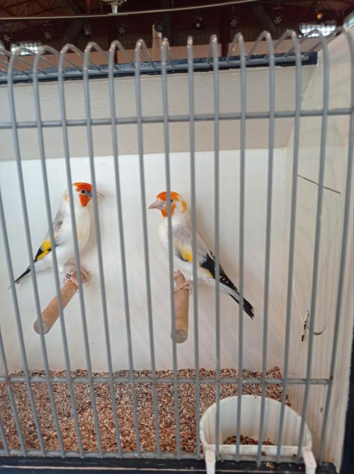 Majoor Distelvinken, Dieren en Toebehoren, Vogels | Overige Vogels