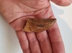 Big Carcharodontosaurus tooth- 2,24 Inch, Ophalen of Verzenden, Fossiel
