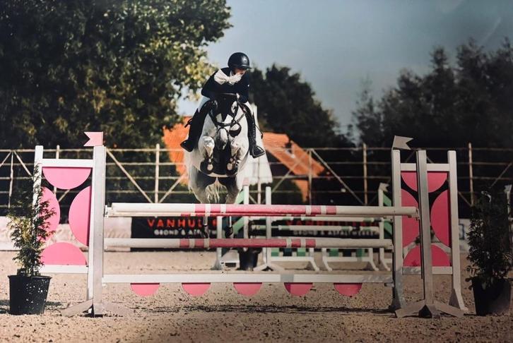 Bwp merrie, Dieren en Toebehoren, Paarden, Merrie, Niet van toepassing, 165 tot 170 cm, 11 jaar of ouder, Springpaard, Met stamboom