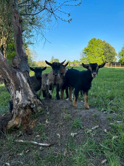 Dwerggeit lammetjes, Dieren en Toebehoren, Schapen, Geiten en Varkens, Geit, Meerdere dieren, 0 tot 2 jaar