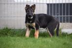 Duitse herder pups geboren in Belgie, Meerdere, 8 tot 15 weken, Meerdere dieren, Herder
