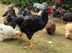 Barnevelder groothoen HAAN - gevaccineerd, Dieren en Toebehoren, Pluimvee, Mannelijk, Kip