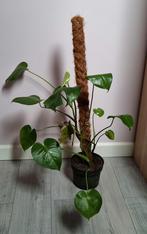 Monstera plant, Huis en Inrichting, Kamerplanten, Ophalen