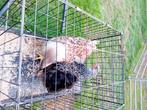 2 zeer mooie jonge wyandotte hennen, Dieren en Toebehoren, Pluimvee, Vrouwelijk, Kip