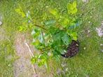 Ligustrum, Tuin en Terras, Ophalen