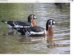 Koppel roodhalsganzen te koop gevraagd, Dieren en Toebehoren, Gans of Zwaan