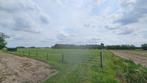 Weide te huur voor paarden, Weidegang