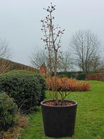 Viburnum bodnantense dawn in pot 80 l, Tuin en Terras, Winter, Overige soorten, 100 tot 250 cm, Ophalen