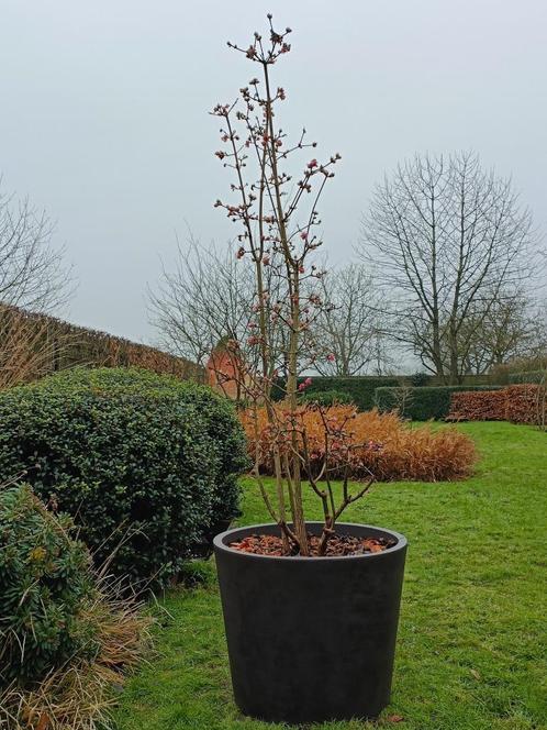 Viburnum bodnantense dawn in pot 80 l, Tuin en Terras, Planten | Bomen, Overige soorten, 100 tot 250 cm, Volle zon, Winter, In pot