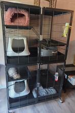 Fretten te koop + toebehoren, Dieren en Toebehoren, Knaagdieren, Fret, Mannelijk, Mei, Tam