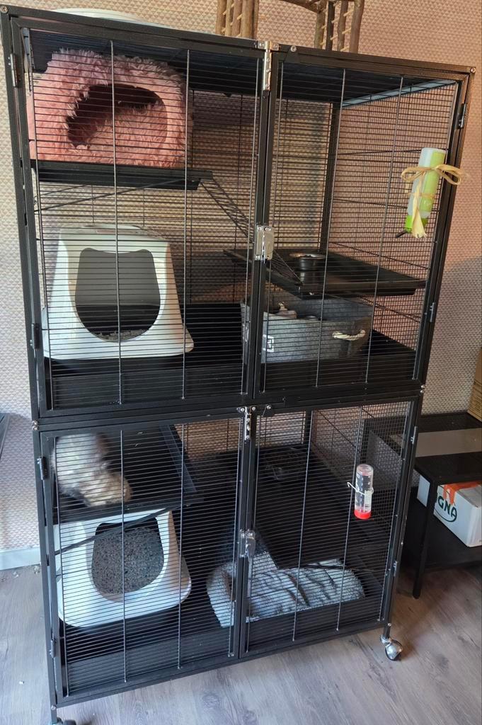 Fretten te koop + toebehoren, Dieren en Toebehoren, Knaagdieren, Mannelijk, Fret, Mei, Tam