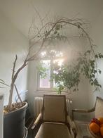 Ficus, Maison & Meubles, Plantes d'intérieur, Ficus, En pot, Enlèvement, 200 cm ou plus